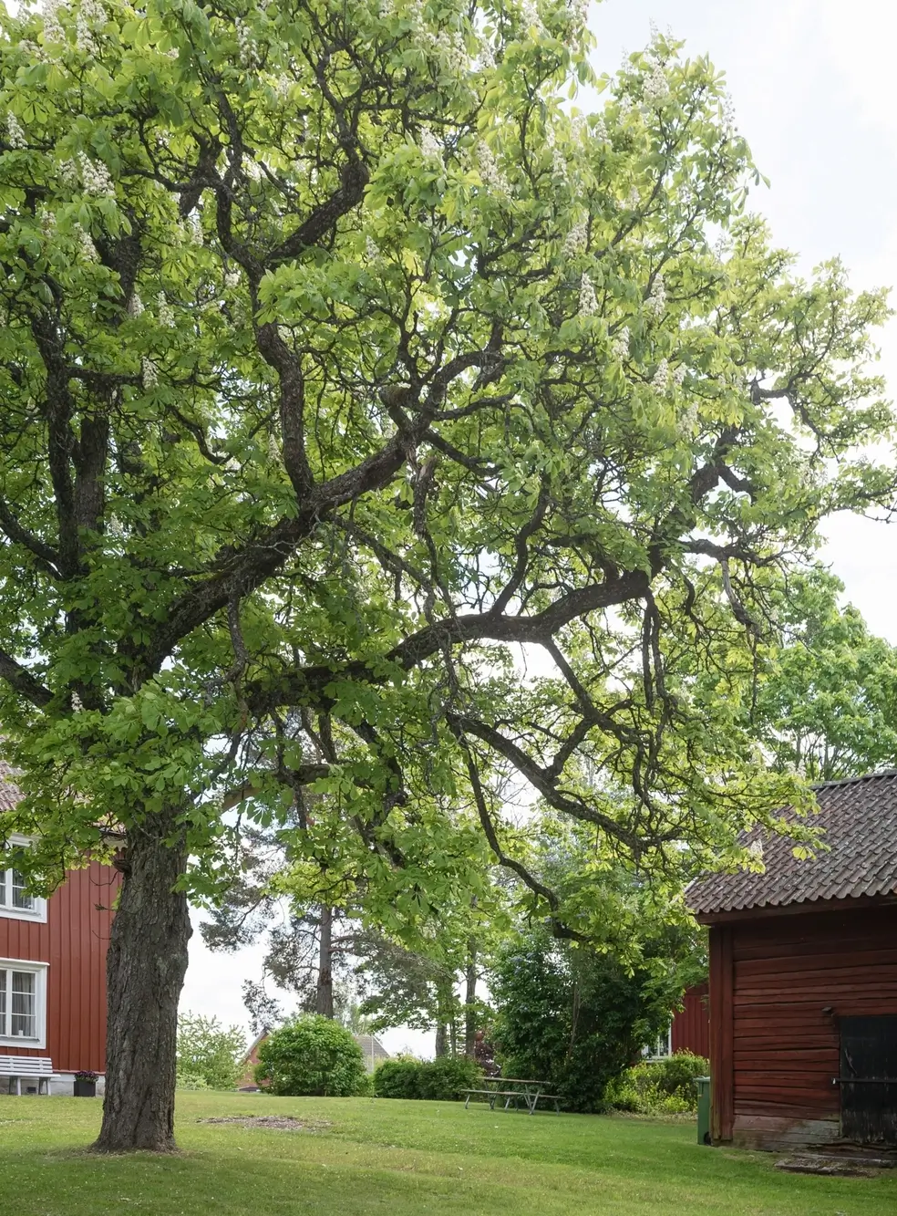 renovated-19th-century-home-central-sweden-cheapscandihomes